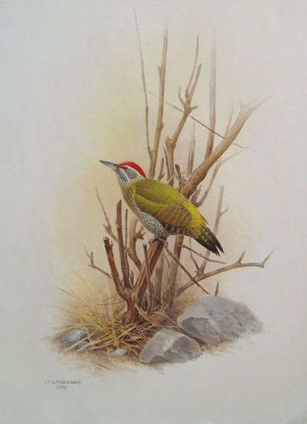 Little Scaly Bellied Green Woodpecker